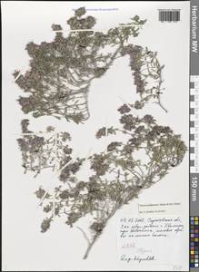 Thymus dubjanskyi Klokov & Des.-Shost., Eastern Europe, Lower Volga region (E9) (Russia)