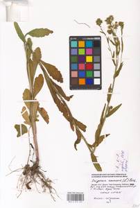 Erigeron annuus (L.) Pers., Eastern Europe, Moscow region (E4a) (Russia)