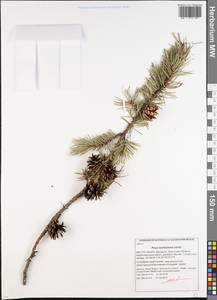 Pinus banksiana Lamb., Eastern Europe, Belarus (E3a) (Belarus)