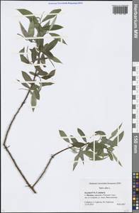 Salix alba L., Eastern Europe, Moscow region (E4a) (Russia)