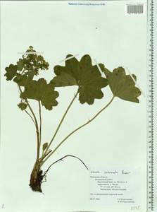 Alchemilla subcrenata Buser, Eastern Europe, North-Western region (E2) (Russia)