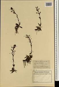 Veronica gentianoides Vahl, South Asia, South Asia (Asia outside ex-Soviet states and Mongolia) (ASIA) (Turkey)