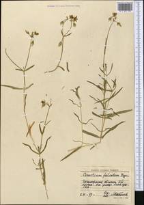 Dichodon maximum (L.) Á. Löve & D. Löve, Middle Asia, Northern & Central Tian Shan (M4) (Kyrgyzstan)