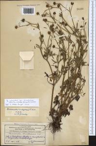 Ranunculus cornutus var. scandicinus (Boiss.) Ziffer-Berger & Leschner, Caucasus, Azerbaijan (K6) (Azerbaijan)