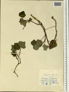 Hedera helix L., Eastern Europe, Estonia (E2c) (Estonia)