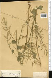 Barbarea vulgaris (L.) W.T. Aiton, Middle Asia, Dzungarian Alatau & Tarbagatai (M5) (Kazakhstan)