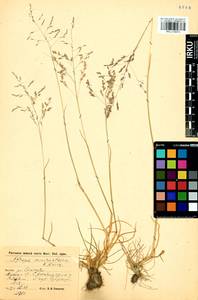 Puccinellia macranthera (V.I.Krecz.) Norl., Siberia, Baikal & Transbaikal region (S4) (Russia)