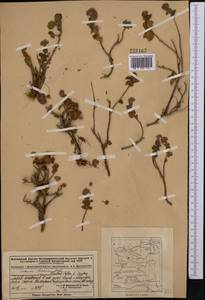 Hylotelephium ewersii (Ledeb.) H.Ohba, Middle Asia, Dzungarian Alatau & Tarbagatai (M5) (Kazakhstan)