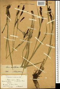 Carex acutiformis Ehrh., Caucasus, Armenia (K5) (Armenia)