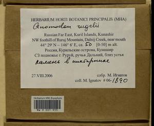 Anomodontopsis rugelii (Müll. Hal.) Ignatov & Fedosov, Bryophytes, Bryophytes - Russian Far East (excl. Chukotka & Kamchatka) (B20) (Russia)