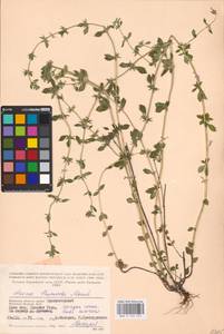 MHA 0 156 523, Clinopodium acinos (L.) Kuntze, Eastern Europe, Western region (E3) (Russia)