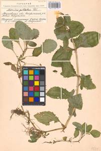 Erythranthe guttata (DC.) G.L.Nesom, Eastern Europe, Moscow region (E4a) (Russia)