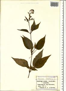 Circaea lutetiana L., Caucasus, Stavropol Krai, Karachay-Cherkessia & Kabardino-Balkaria (K1b) (Russia)