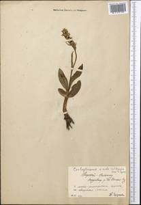 Dactylorhiza viridis (L.) R.M.Bateman, Pridgeon & M.W.Chase, Middle Asia, Northern & Central Tian Shan (M4) (Kyrgyzstan)