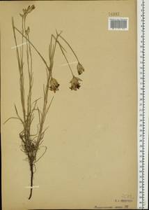 Dianthus borbasii Vandas, Eastern Europe, Moscow region (E4a) (Russia)