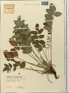 Hedysarum biebersteinii Zertova, Caucasus, Stavropol Krai, Karachay-Cherkessia & Kabardino-Balkaria (K1b) (Russia)