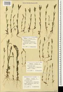 Silene conica subsp. conica, Crimea (KRYM) (Russia)