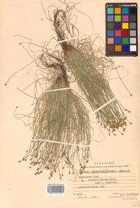 Carex onoei Franch. & Sav., Siberia, Russian Far East (S6) (Russia)