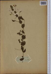 Lathyrus aphaca L., Botanic gardens and arboreta (GARD) (Russia)