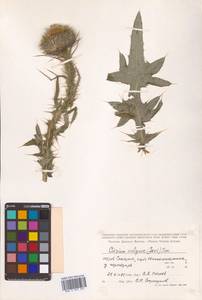 Cirsium vulgare (Savi) Ten., Siberia, Russian Far East (S6) (Russia)