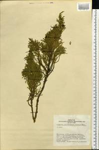 Juniperus pseudosabina Fisch. & C.A.Mey., Siberia, Altai & Sayany Mountains (S2) (Russia)