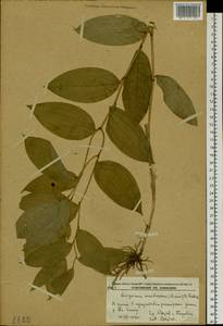 Disporum smilacinum A.Gray, Siberia, Russian Far East (S6) (Russia)