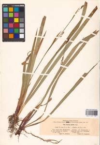 Carex pilosa Scop., Eastern Europe, North-Western region (E2) (Russia)