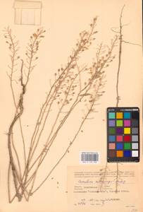 Camelina microcarpa Andrz. ex DC., Eastern Europe, South Ukrainian region (E12) (Ukraine)
