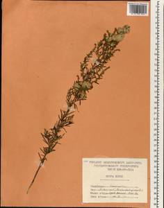 Artemisia umbrosa Turcz. ex DC., South Asia, South Asia (Asia outside ex-Soviet states and Mongolia) (ASIA) (North Korea)