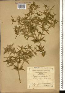 Eryngium campestre L., Caucasus, Georgia (K4) (Georgia)
