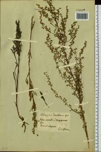 Artemisia desertorum Spreng., Siberia, Baikal & Transbaikal region (S4) (Russia)