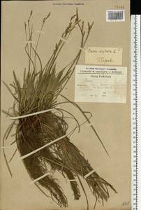 Carex digitata L., Eastern Europe, South Ukrainian region (E12) (Ukraine)