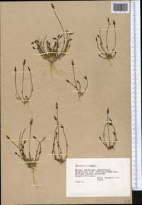 Lomatogonium brachyantherum (C. B. Cl.) Fern., Middle Asia, Pamir & Pamiro-Alai (M2) (Tajikistan)
