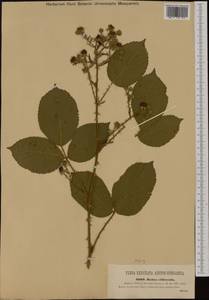 Rubus gracilis J. Presl & C. Presl, Western Europe (EUR) (Czech Republic)