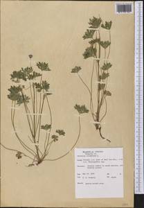 Geranium columbinum L., America (AMER) (United States)