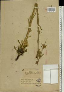 Silene viscosa (L.) Pers., Eastern Europe, Eastern region (E10) (Russia)