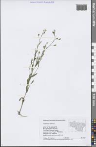 Camelina sativa (L.) Crantz, Eastern Europe, Central region (E4) (Russia)