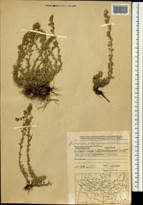 Artemisia frigida Willd., Mongolia (MONG) (Mongolia)