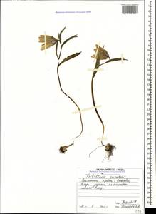 Fritillaria orientalis Adam, Caucasus, Stavropol Krai, Karachay-Cherkessia & Kabardino-Balkaria (K1b) (Russia)