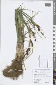 Carex acuta L., Siberia, Baikal & Transbaikal region (S4) (Russia)