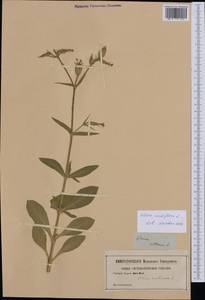 Silene noctiflora L., Western Europe (EUR) (Not classified)