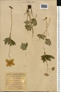Anemone sylvestris L., Eastern Europe, South Ukrainian region (E12) (Ukraine)