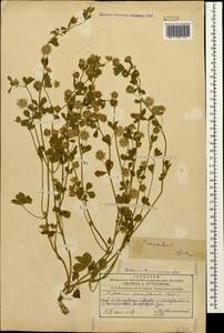 Trifolium resupinatum L., Caucasus, Azerbaijan (K6) (Azerbaijan)