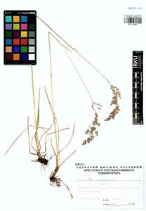 Poa pratensis L., Siberia, Baikal & Transbaikal region (S4) (Russia)