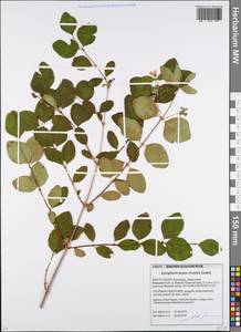 Symphoricarpos albus (L.) C. Koch, Eastern Europe, Belarus (E3a) (Belarus)