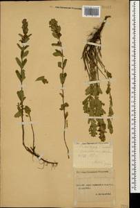 Teucrium chamaedrys L., Caucasus, Stavropol Krai, Karachay-Cherkessia & Kabardino-Balkaria (K1b) (Russia)
