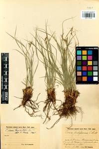 Carex lanceolata Boott, Siberia, Baikal & Transbaikal region (S4) (Russia)