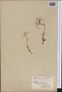 Epilobium anagallidifolium Lam., America (AMER) (Greenland)