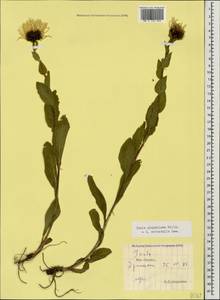 Pentanema orientale (Lam.) D. Gut. Larr., Santos-Vicente, Anderb., E. Rico & M. M. Mart. Ort., Caucasus, South Ossetia (K4b) (South Ossetia)