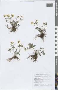 Ranunculus demissus DC., Eastern Europe, Lower Volga region (E9) (Russia)